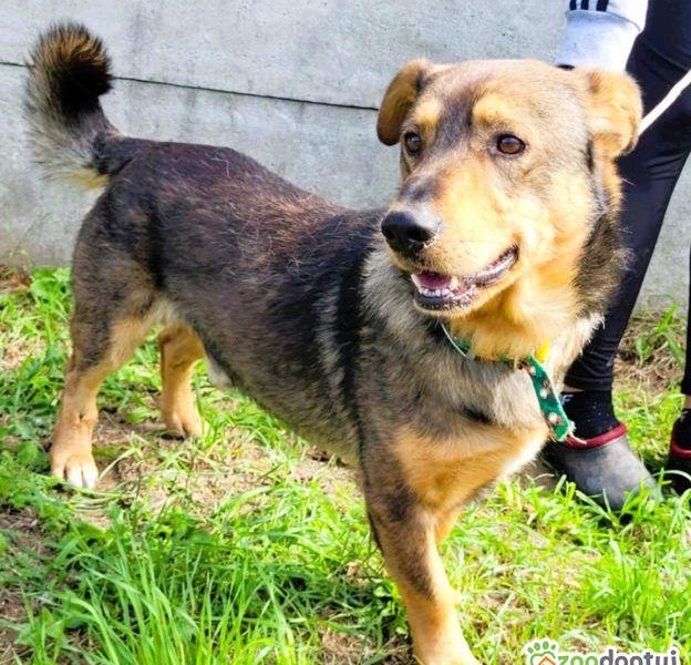 ARCZI - spokojny, nieduży psiak szuka domu