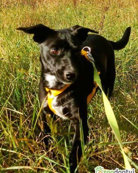 RITA - młoda, nieduża sunia szuka super domu