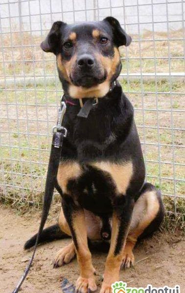 LORI - delikatny psiak w schronisku, szuka domu