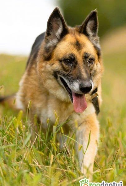 LULU - kochana sunia w typie owczarka za kratami, URATUJ!