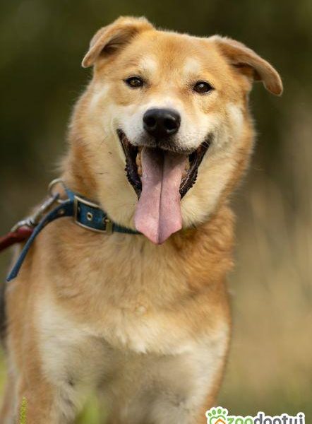 TAYLOR - kochany psiak za kratami schroniska, ADOPTUJ