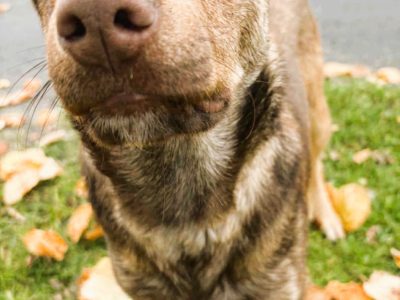 TOFIK - piękny psiak szuka PILNIE domu