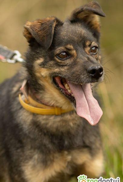 BRUTUSEK - niewielki, cudowny psiak tak długo już czeka, ADO