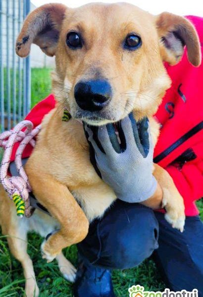 ZAJĄCZEK - cudowny psiak o świetnym charakterze, ADOPTUJ