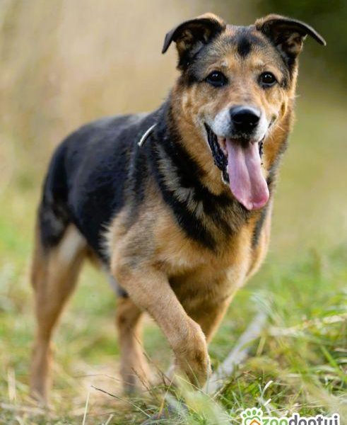 BRUTUSEK - cudowny psiak, gaśnie za kratami, RATUJ!