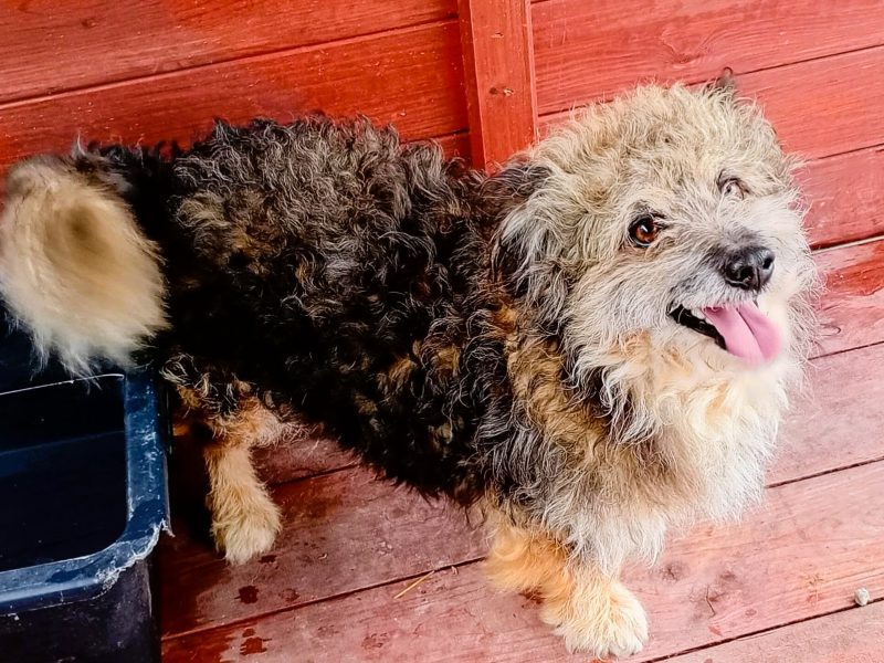 LOCZEK - mały, kochany psiak szuka domu