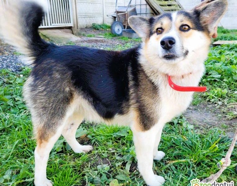 FRODO - uroczy, pozytywny psiak szuka domu