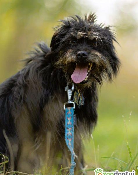 FIFI - cudny psiak w typie terriera szuka domu