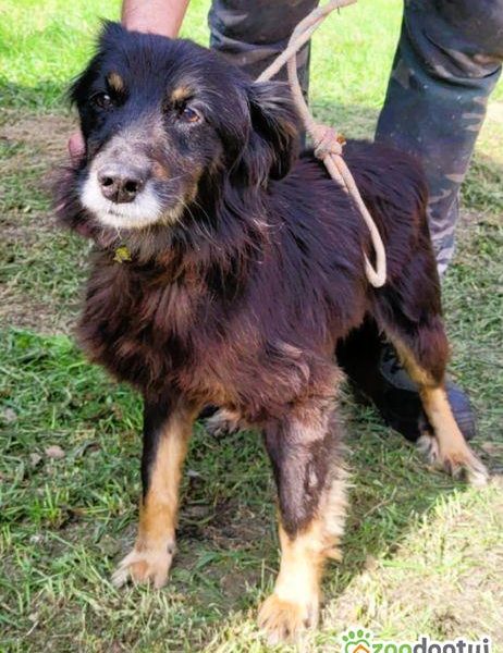 PIMPUŚ - kochany seniorek szuka dobrego domu