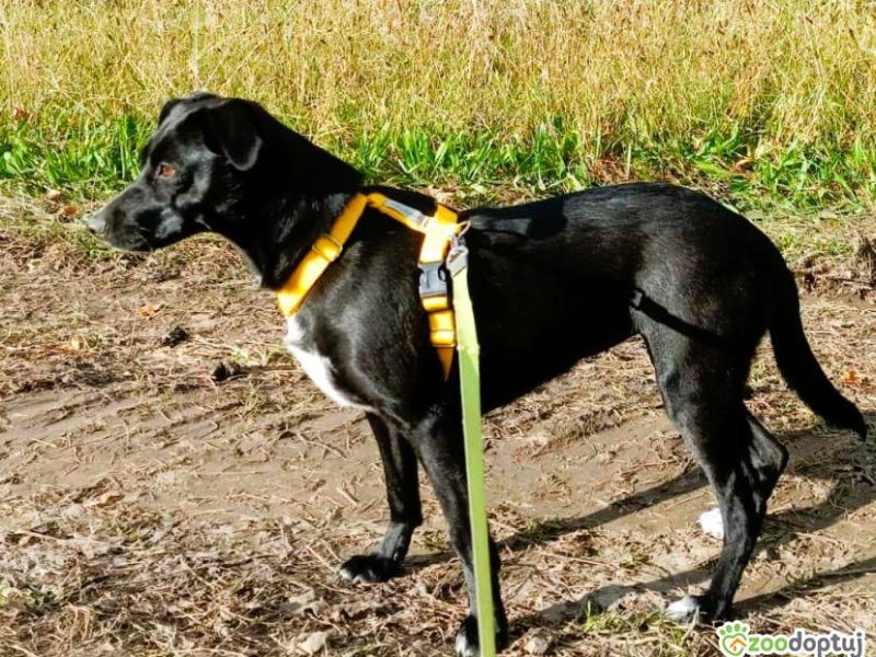 RITA - młoda, nieduża sunia szuka super domu