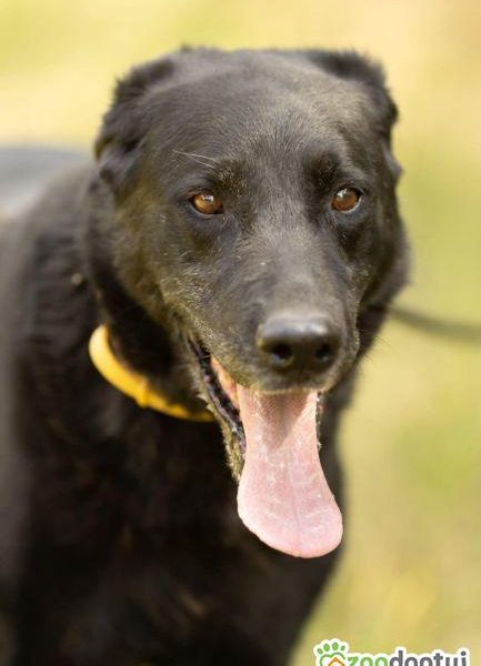 HARY - biedny, czarny, porzucony psiak, adoptuj!