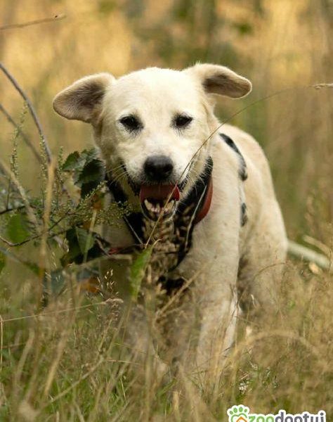 BORYSEK - kochany psiak szuka domu na jesień życia