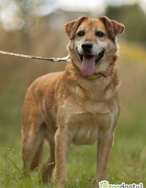 WICEK - kochany seniorek szuka dobrego domu