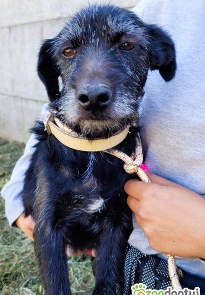 SZIRA - mini wyżełka szuka najlepszego domu