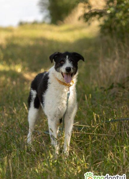 DONALD - piękny psiak w typie wyżła/wilczarza szuka domu