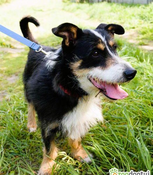 POPUŚ - super kudłacz szuka najlepszego domu