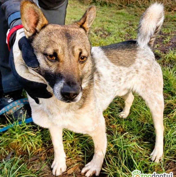 PRECELEK - niewielki, kochany psiak szuka domu