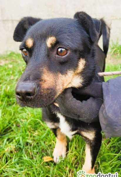 GUCIO - niewielki, kochany psiak szuka domu