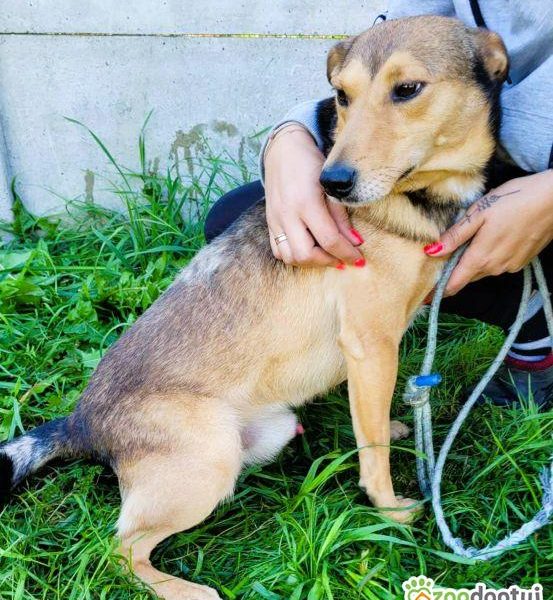 KUMPEL - cudny psiak szuka najlepszego domu