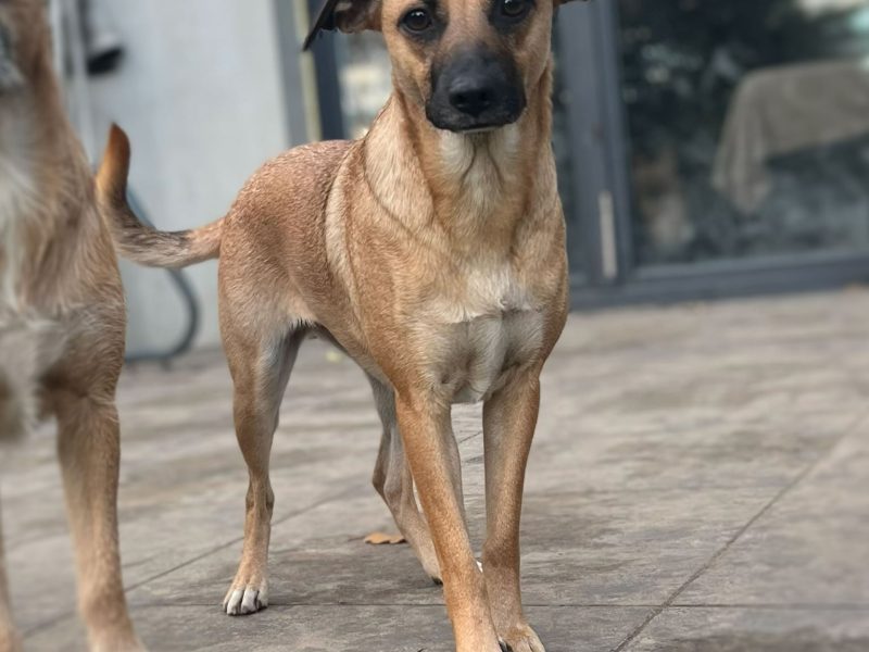 Dusia - filigranowa, kochana, fantastyczna sunia!