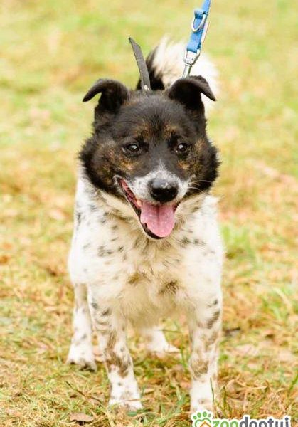 FELUŚ - nieduży, zapomniany psiak szuka domu