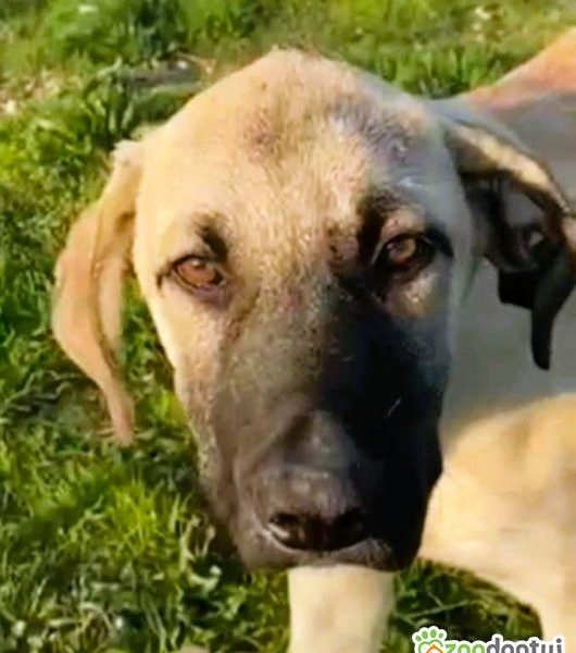 LUCKY - 5 miesięczny szczeniak szuka najlepszego domu