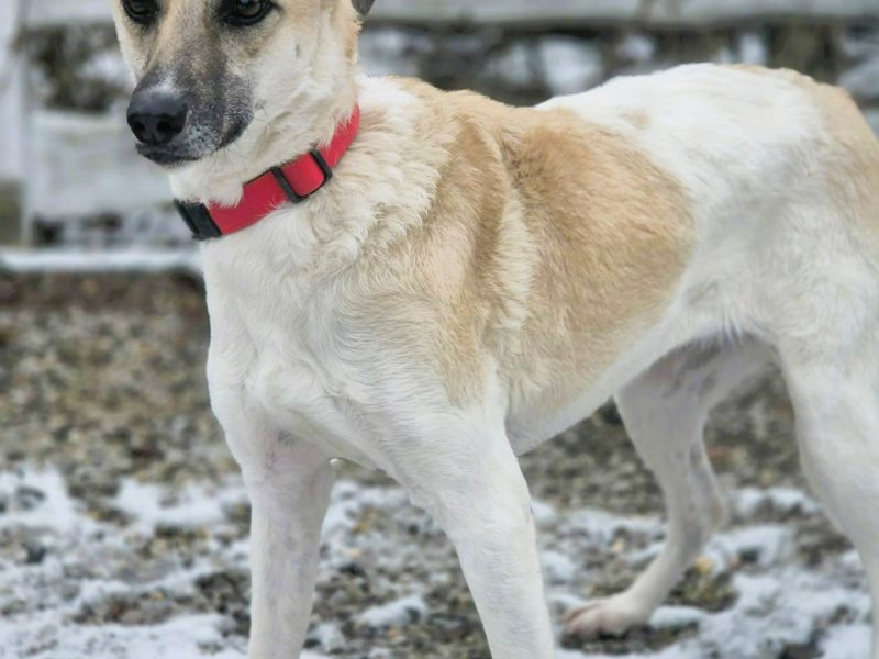 NOA - spragniona uwagi człowieka, kochana sunia szuka domu