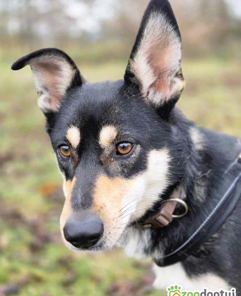 VIVA - mądra łagodna sunia szuka dobrego domu