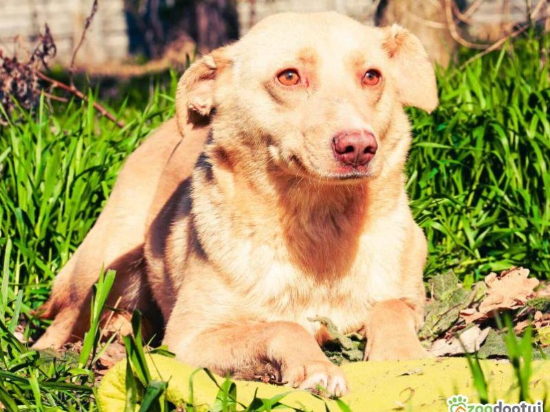 KARMEL - porzucony, kochany psiak szuka domu