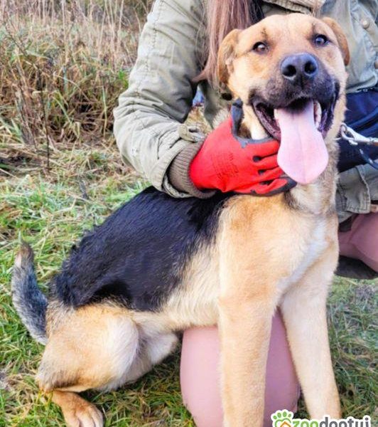 CZARUŚ - kochany psiak porzucony jak zbędna rzecz, ADOPTUJ