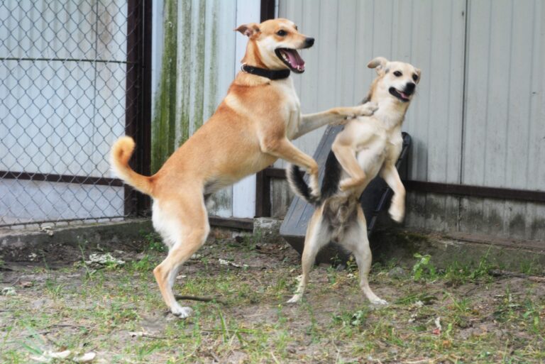 Daj Bryziowi szansę… On odda Ci całą miłość, jaką ma