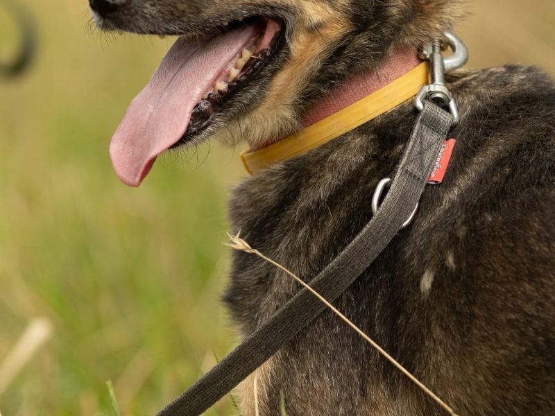 BRUTUSEK - niewielki, cudowny psiak tak długo już czeka, ADOPTUJ!