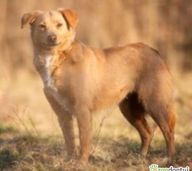 KIARA - nieduża, wrażliwa, kochana sunia, ADOPTUJ