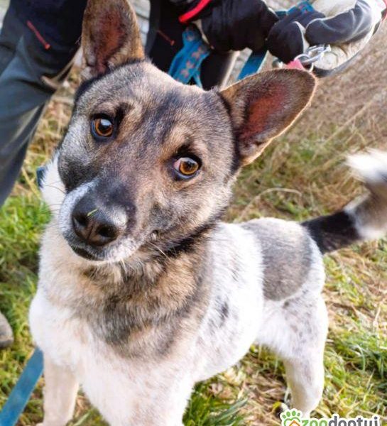 PRECELEK - niewielki, kochany psiak szuka domu