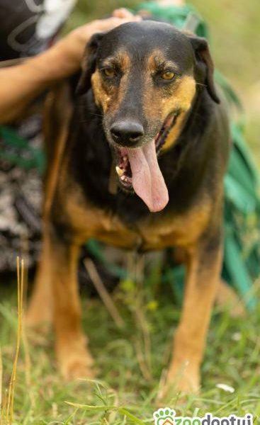 NADIR - piękny psiak w typie gończego do adopcji