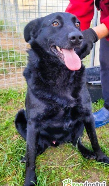 KALWIN - zwykły, czarny kundelek szuka najlepszego domu