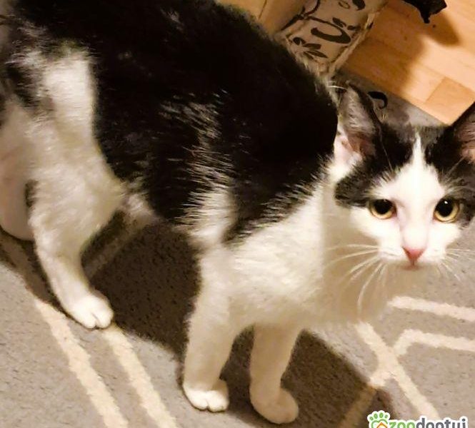 PIANKA - super kicia szuka domu