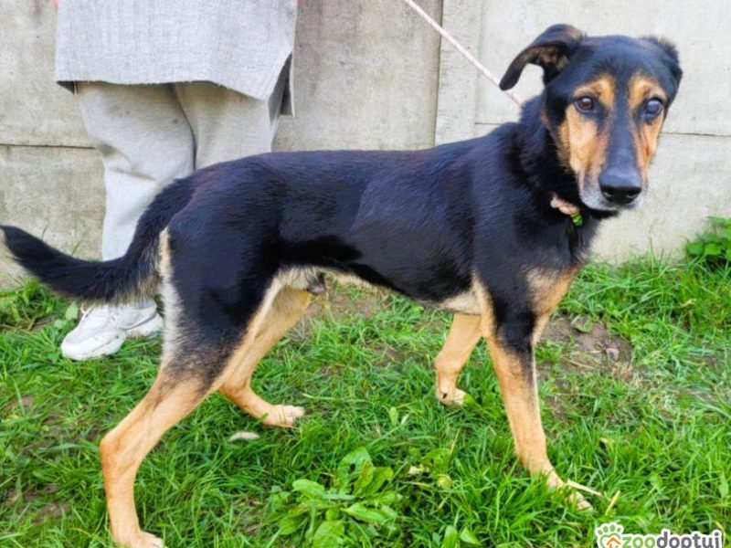 EGON - biedny, porzucony psiak szuka super domu