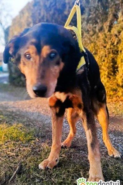 SIMON - skrajnie zaniedbany, niewidomy seniorek szuka domu