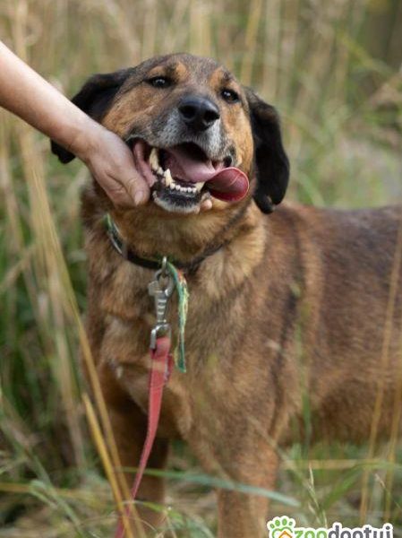 BODZIO - niezwykły, kochany psiak, którego nikt nie chce...