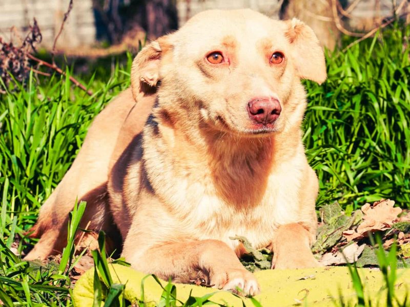 KARMEL - porzucony, kochany psiak szuka domu