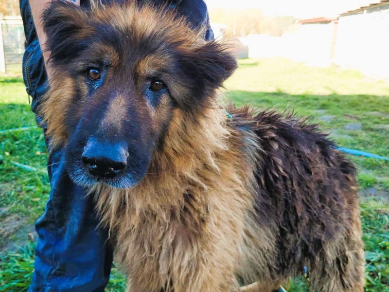 RAMON - piękny, zaniedbany owczarek szuka domu