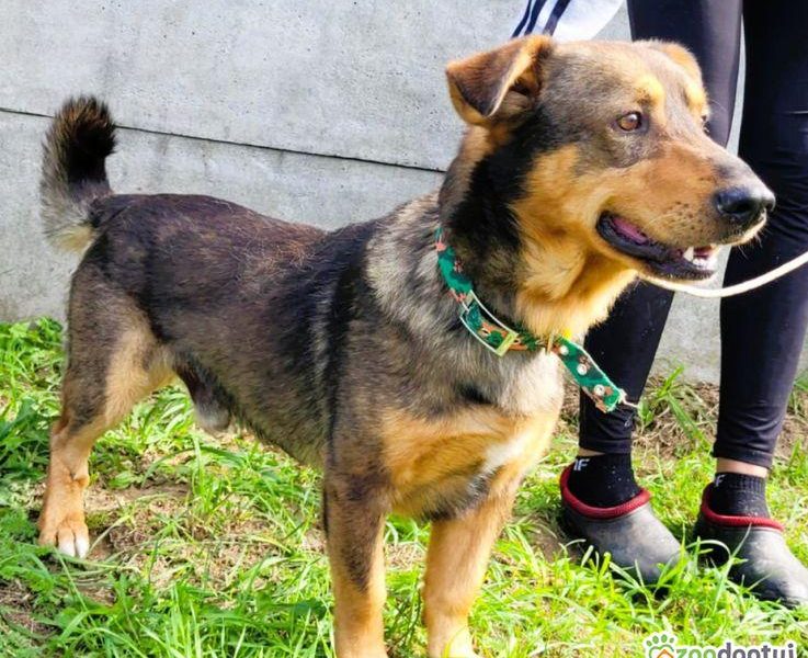 ARCZI - spokojny, nieduży psiak szuka domu