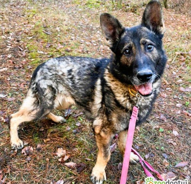 WOJTUŚ - cudowny owczarek szuka najlepszego domu