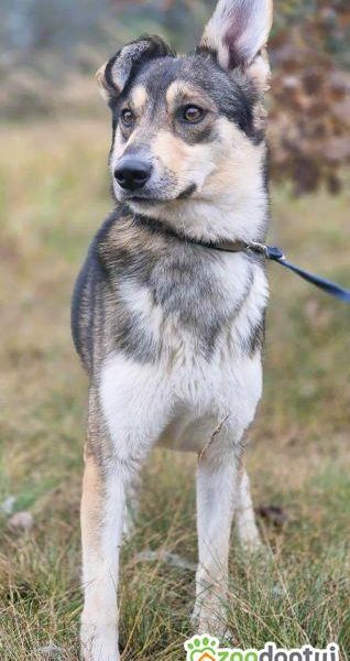 FRED - rok po adopcji Pan oddał mnie jak zbędną rzecz...