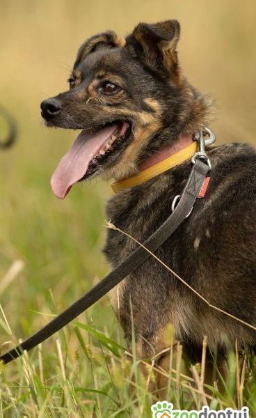 BRUTUSEK - niewielki, cudowny psiak tak długo już czeka, ADO