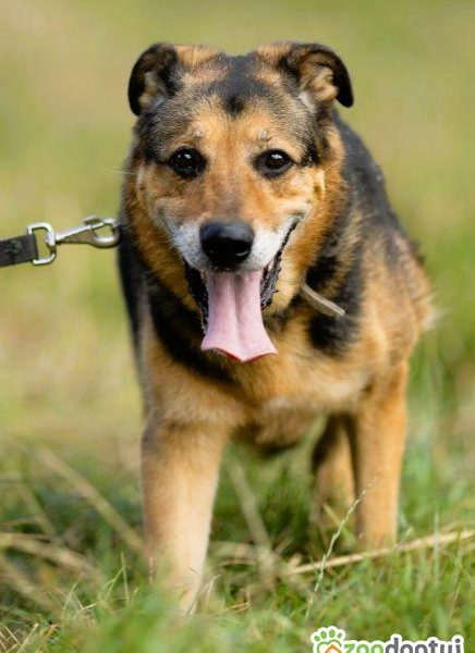 BRUTUSEK - cudowny psiak, gaśnie za kratami, RATUJ!