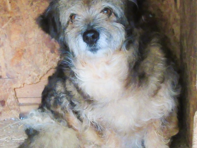 LOCZEK - mały, kochany psiak szuka domu