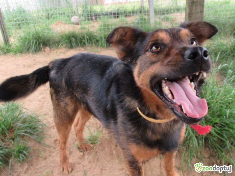 ZIUTEK - kochany psiak od roku czeka na dom