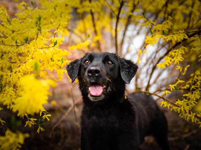 Uśmiechnięty Portos w typie labradora szuka domu!